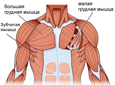 Как накачать грудные мышцы дома