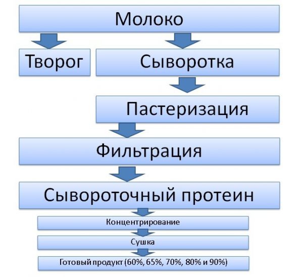 Польза и вред протеина
