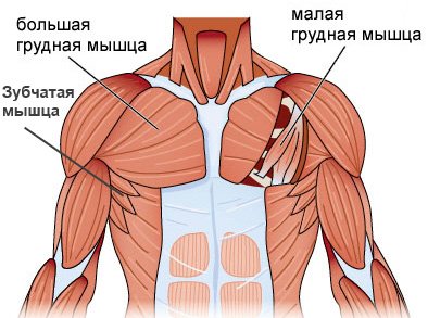 Как накачать грудные мышцы дома Как накачать грудные мышцы дома